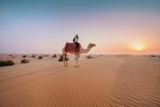 Camel Safari Dubai