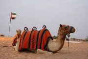 Camel Ride Desert Safari Dubai